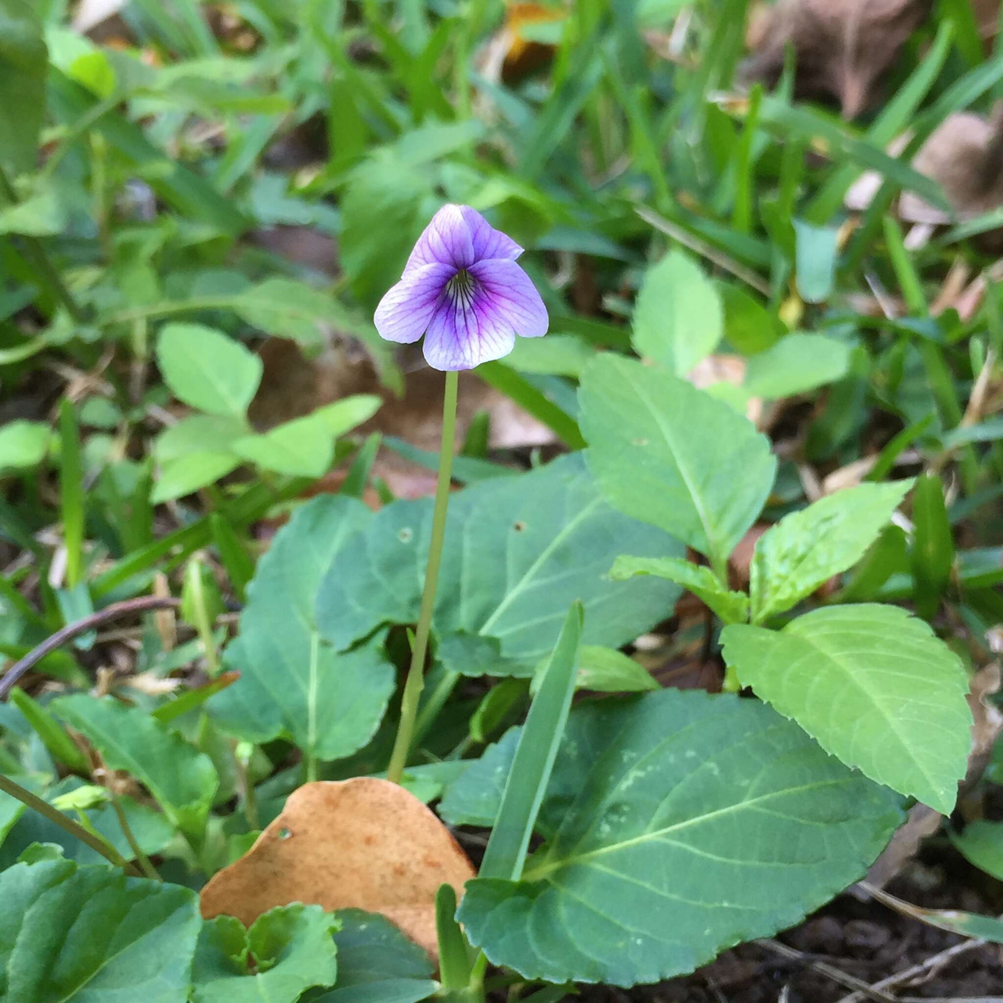Image of Viola philippica var. pseudojaponica (Nakai) Y. S. Chen