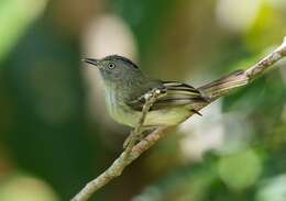 Image of Double-banded Pygmy Tyrant