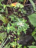 Image of Crusea longiflora (Roem. & Schult.) W. R. Anderson