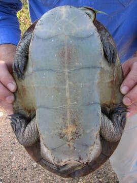 Image of Krefft's Short-necked Turtle