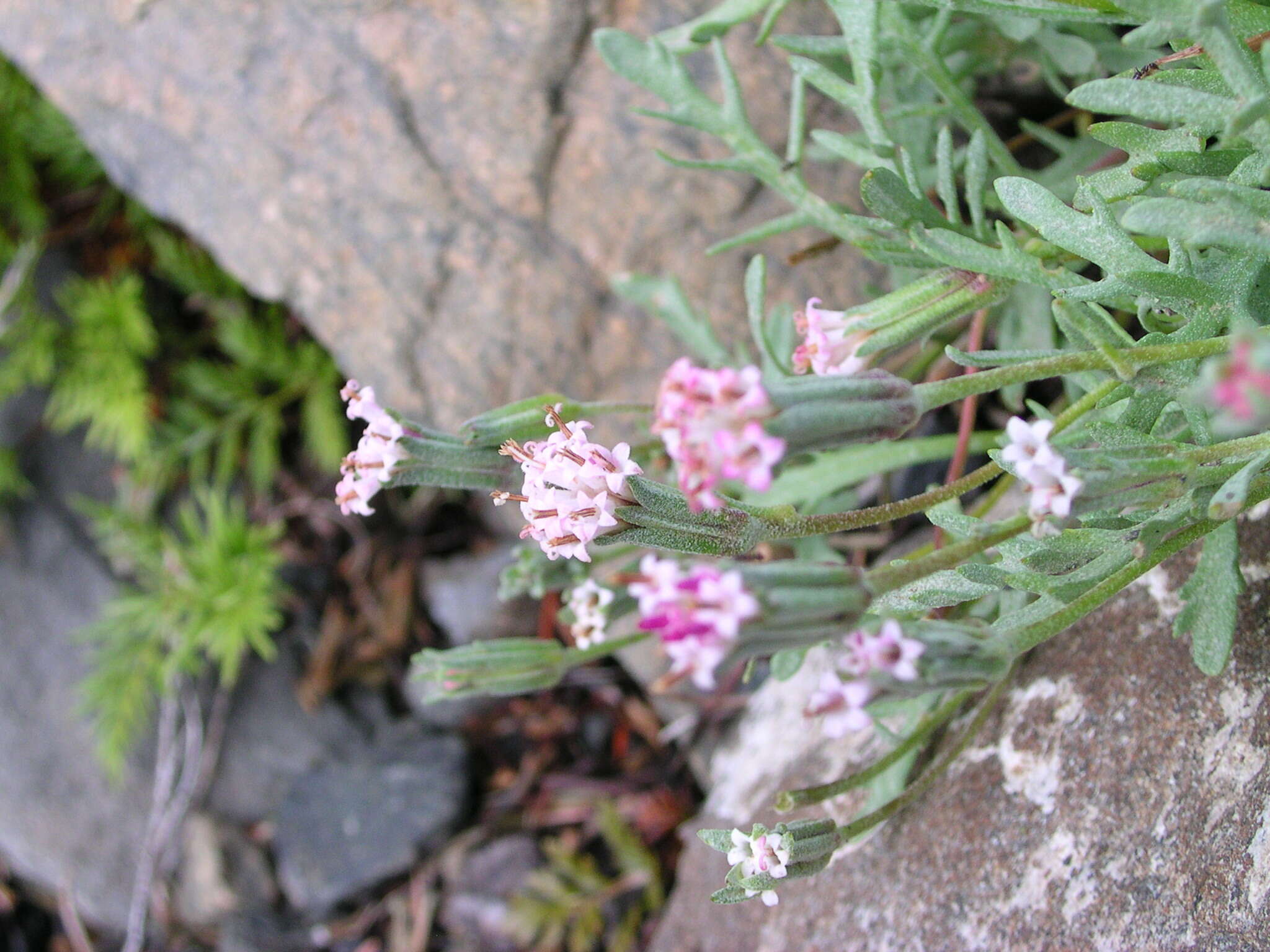 Image of Thompson's chaenactis