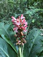 Image of Alpinia ilanensis S. C. Liu & J. C. Wang