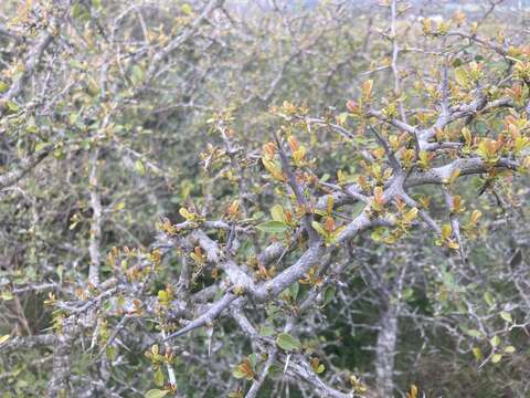 Plancia ëd Condalia buxifolia Reiss.