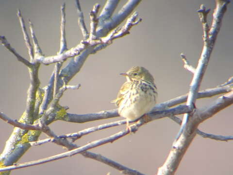 Image of Meadow Pipit