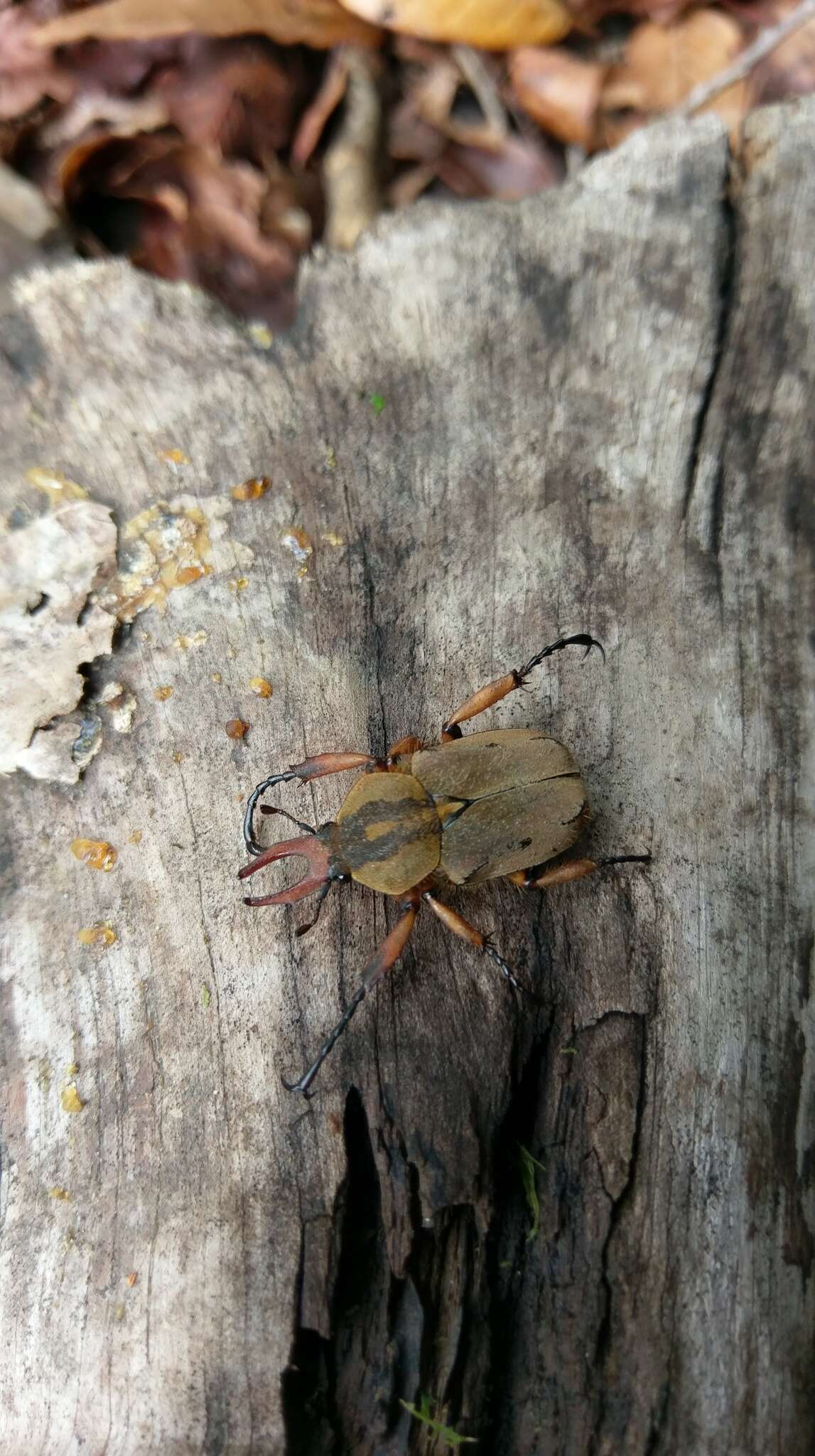 Image of Dicronocephalus shimomurai (Kurosawa 1986)