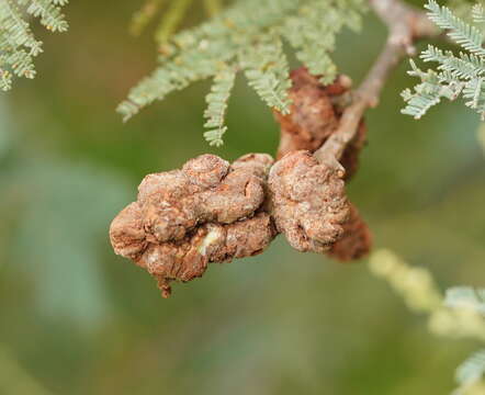 Image of Uromycladium murphyi