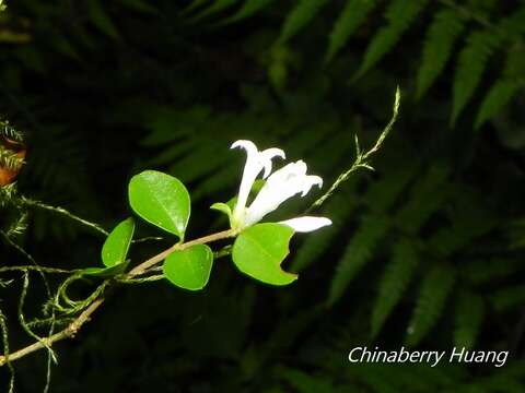 Image of Ligustrum morrisonense Kaneh. & Sasaki