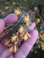 Imagem de Leucadendron rubrum Burm. fil.