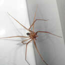 Image of Mediterranean recluse spiderman