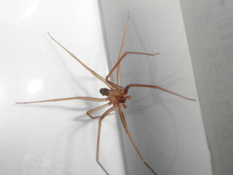 Image of Mediterranean recluse spiderman