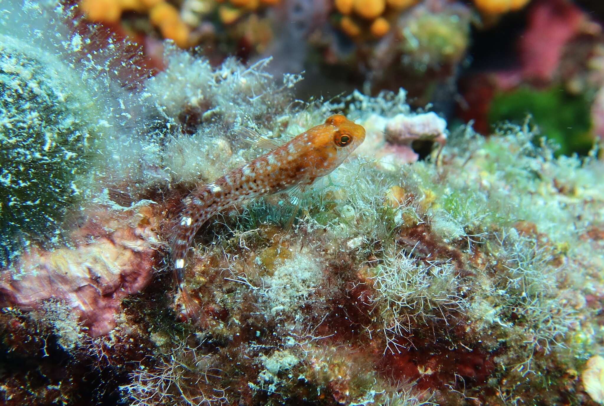 Image of Red Blenny