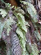 Image of Hymenophyllum frankliniae Col.