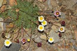 Слика од Leucanthemopsis pectinata (L.) G. López González & C. E. Jarvis