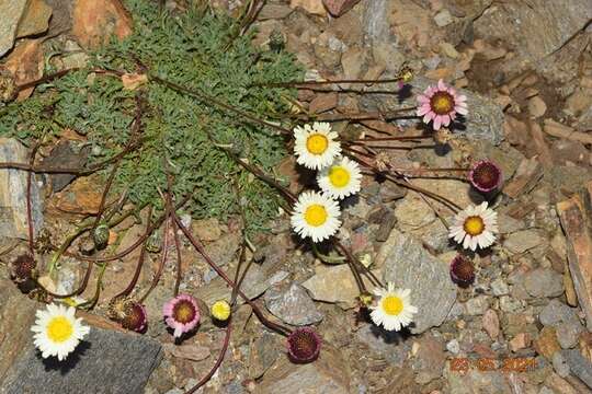 Plancia ëd Leucanthemopsis pectinata (L.) G. López González & C. E. Jarvis