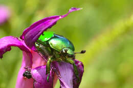 Imagem de Calomacraspis splendens (Burmeister 1844)