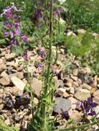 Image of Hesperis thyrsoidea Boiss.