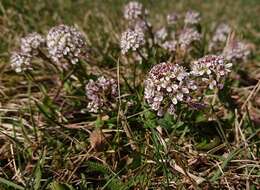 Image of Alpine Pennycress