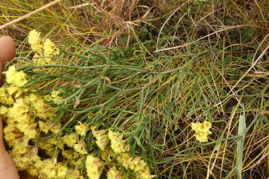 Image of Limonium aureum (L.) Hill