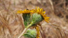 Plancia ëd Hulsea californica A. Gray