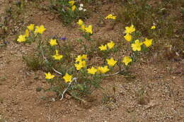 Image of pinyon blazingstar