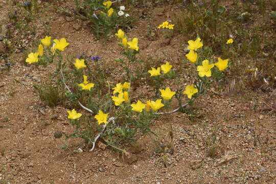 Image of pinyon blazingstar