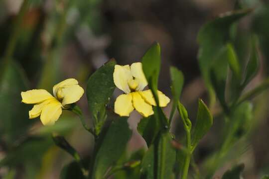 Image of Goodenia varia R. Br.