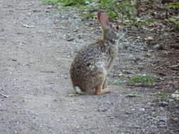 Image of Swamp Rabbit