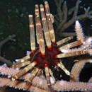 Image of Imperial urchin