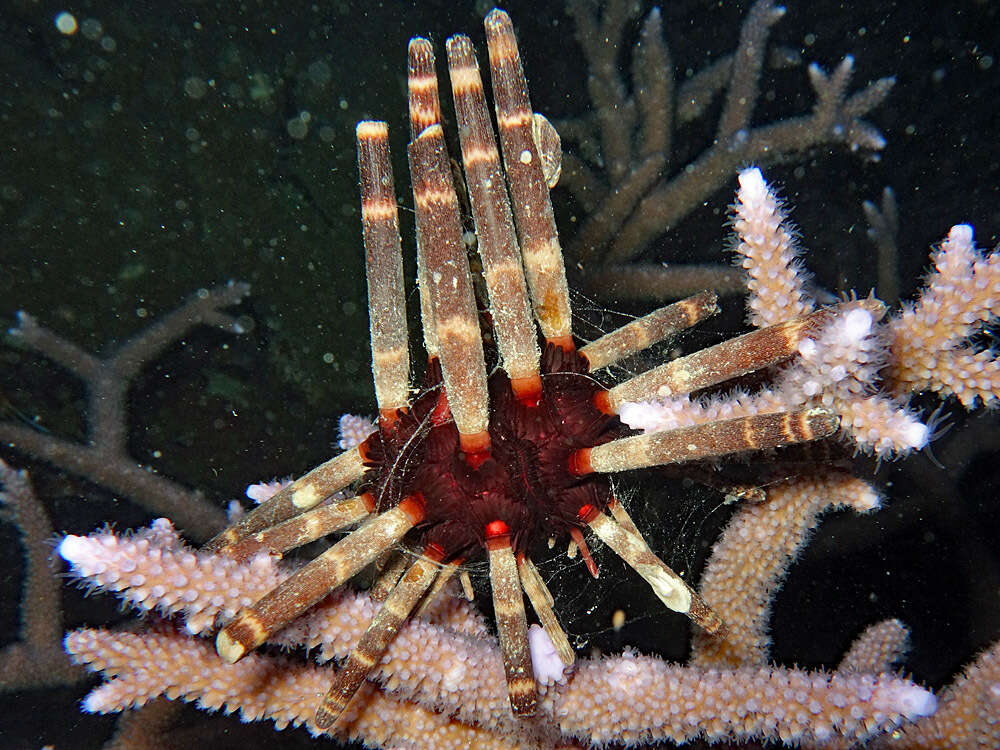 Image of Imperial urchin