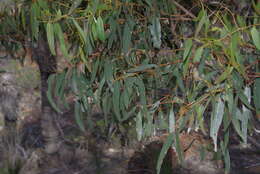 Image of Eucalyptus suberea M. I. H. Brooker & S. D. Hopper