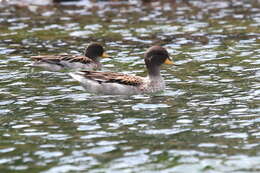 Image of Yellow-billed Teal