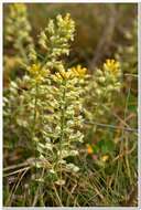 Sivun Alyssum calycocarpum Rupr. kuva