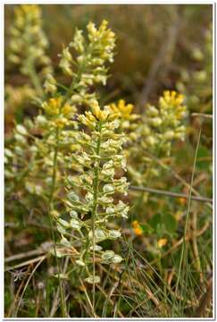 Image of Alyssum calycocarpum Rupr.