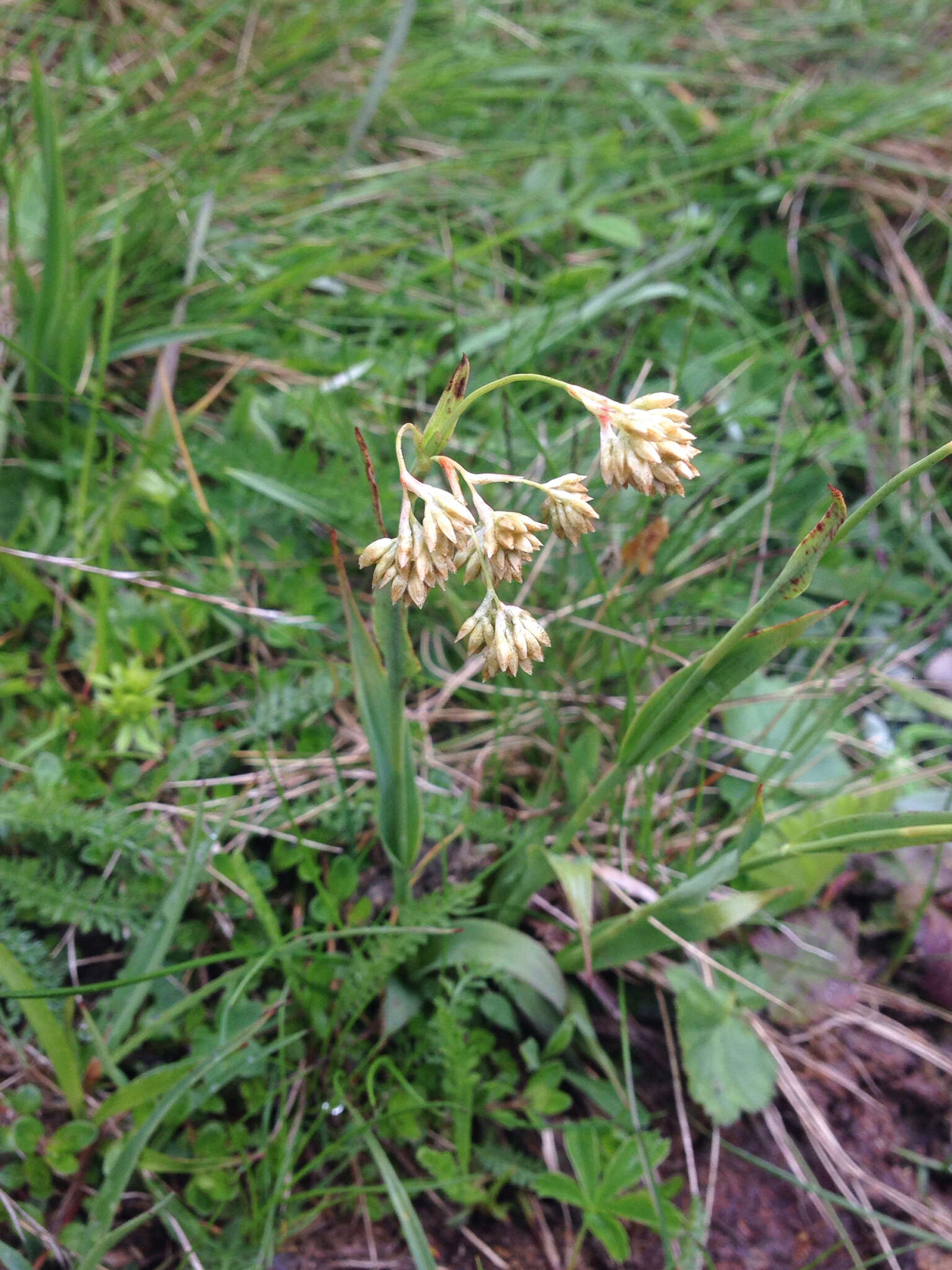 Image of Yellow Woodrush