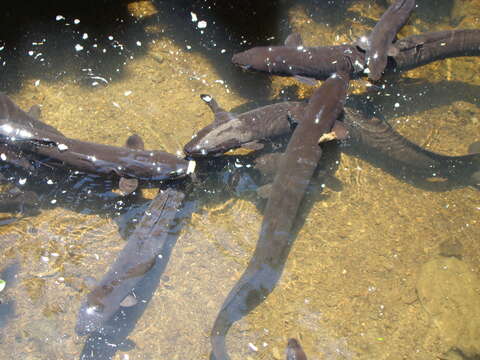 Image of Longfin eel