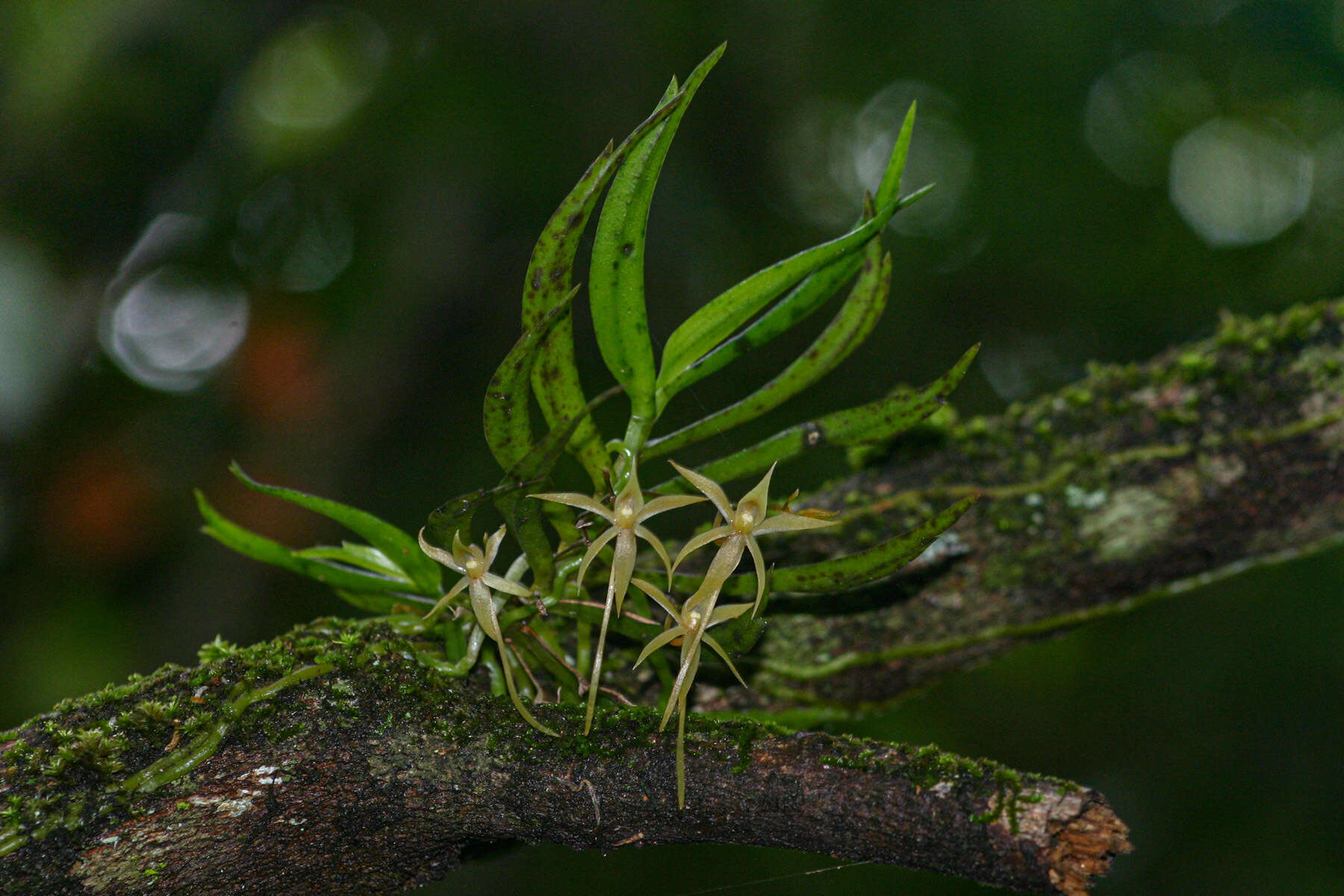 Image of Angraecum cultriforme Summerh.