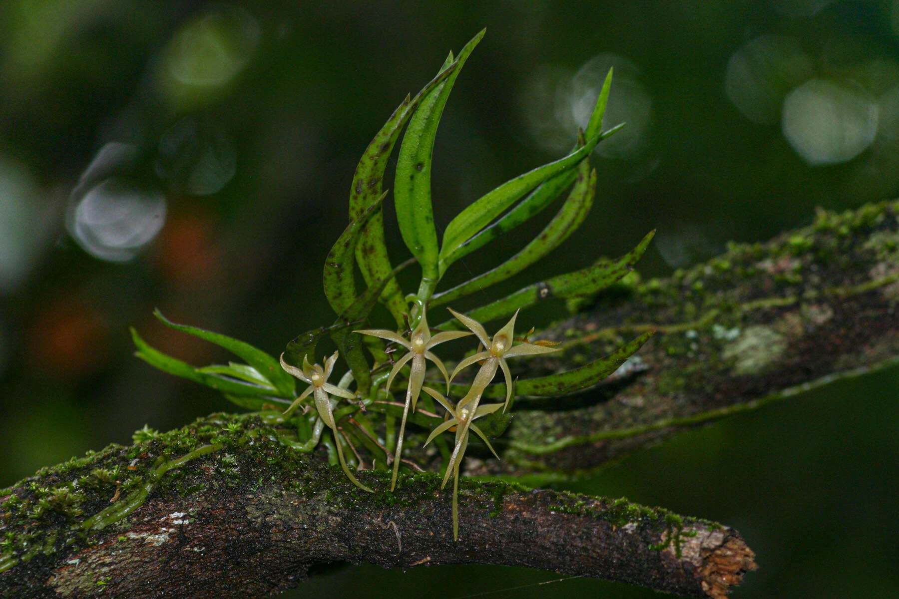 Image de Angraecum cultriforme Summerh.