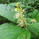 Imagem de Comanthosphace japonica (Miq.) S. Moore