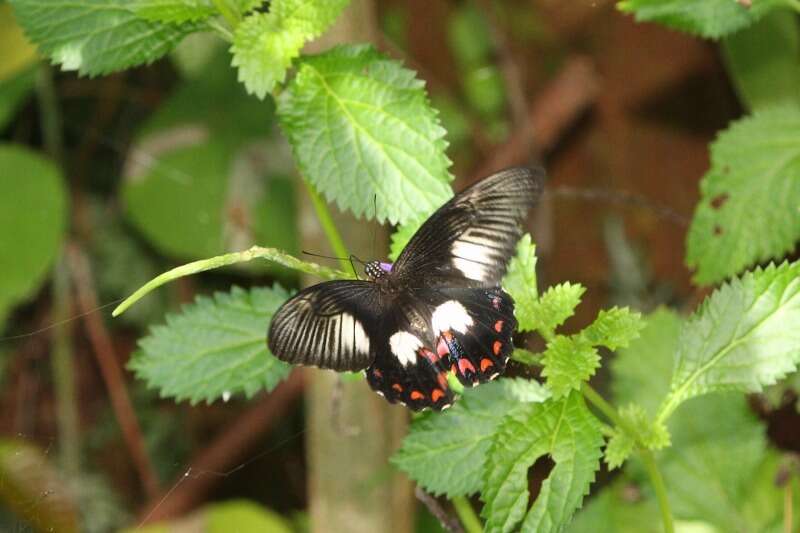 صورة Papilio ambrax Boisduval 1832