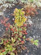 Image of downy goldenrod