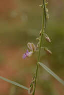 Image de Polygala erioptera DC.