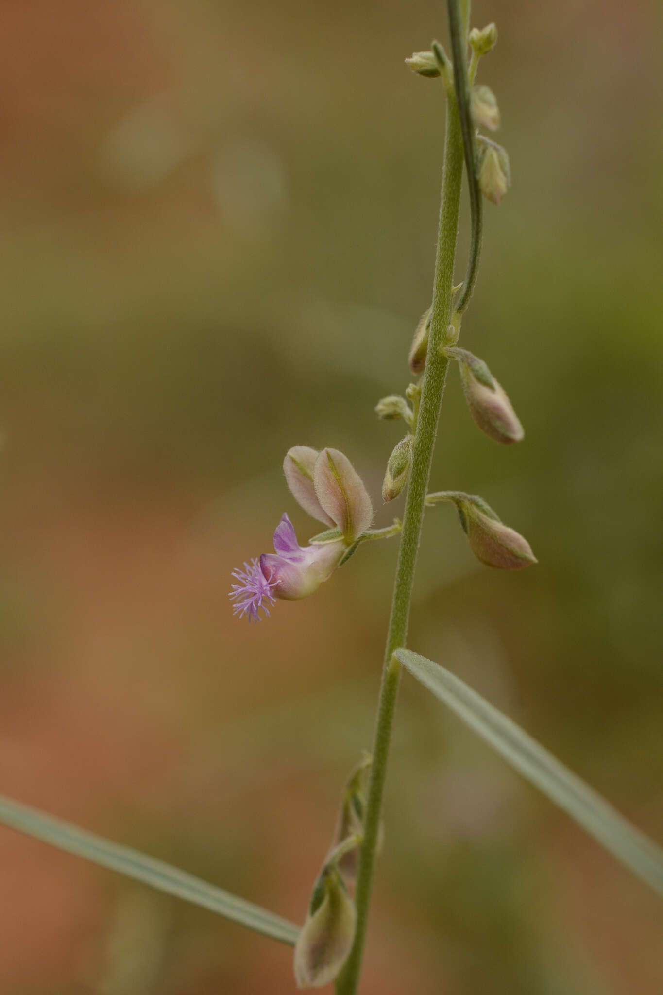 Image de Polygala erioptera DC.