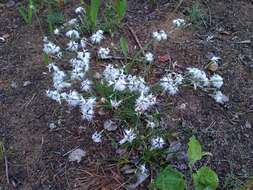 صورة Dianthus arenarius subsp. borussicus Vierh.