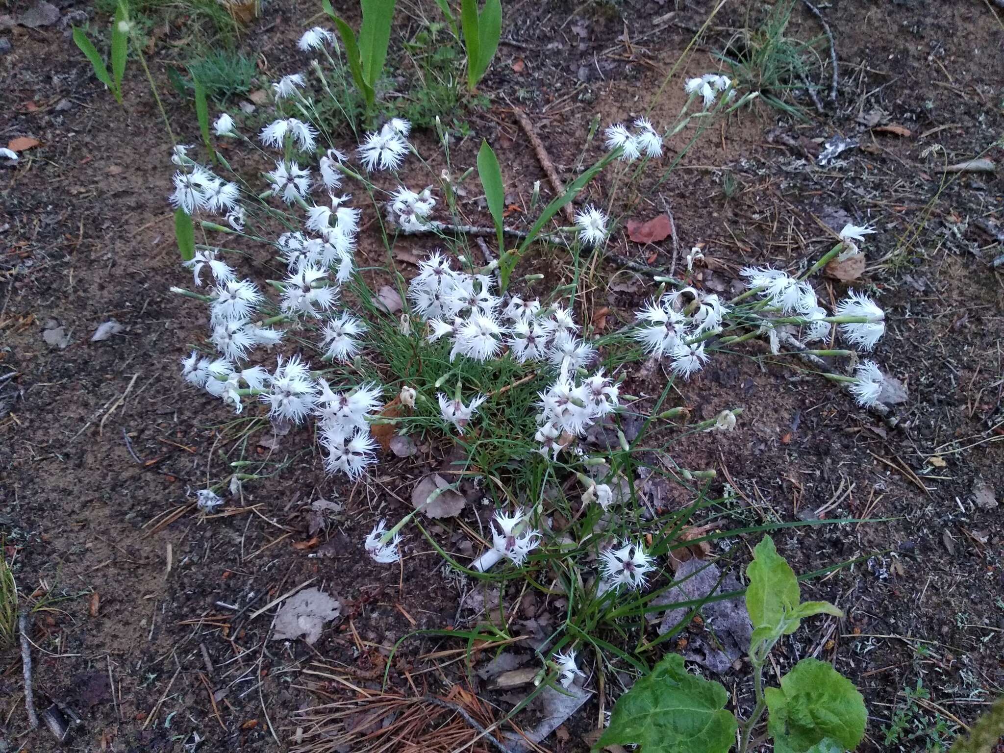 صورة Dianthus arenarius subsp. borussicus Vierh.