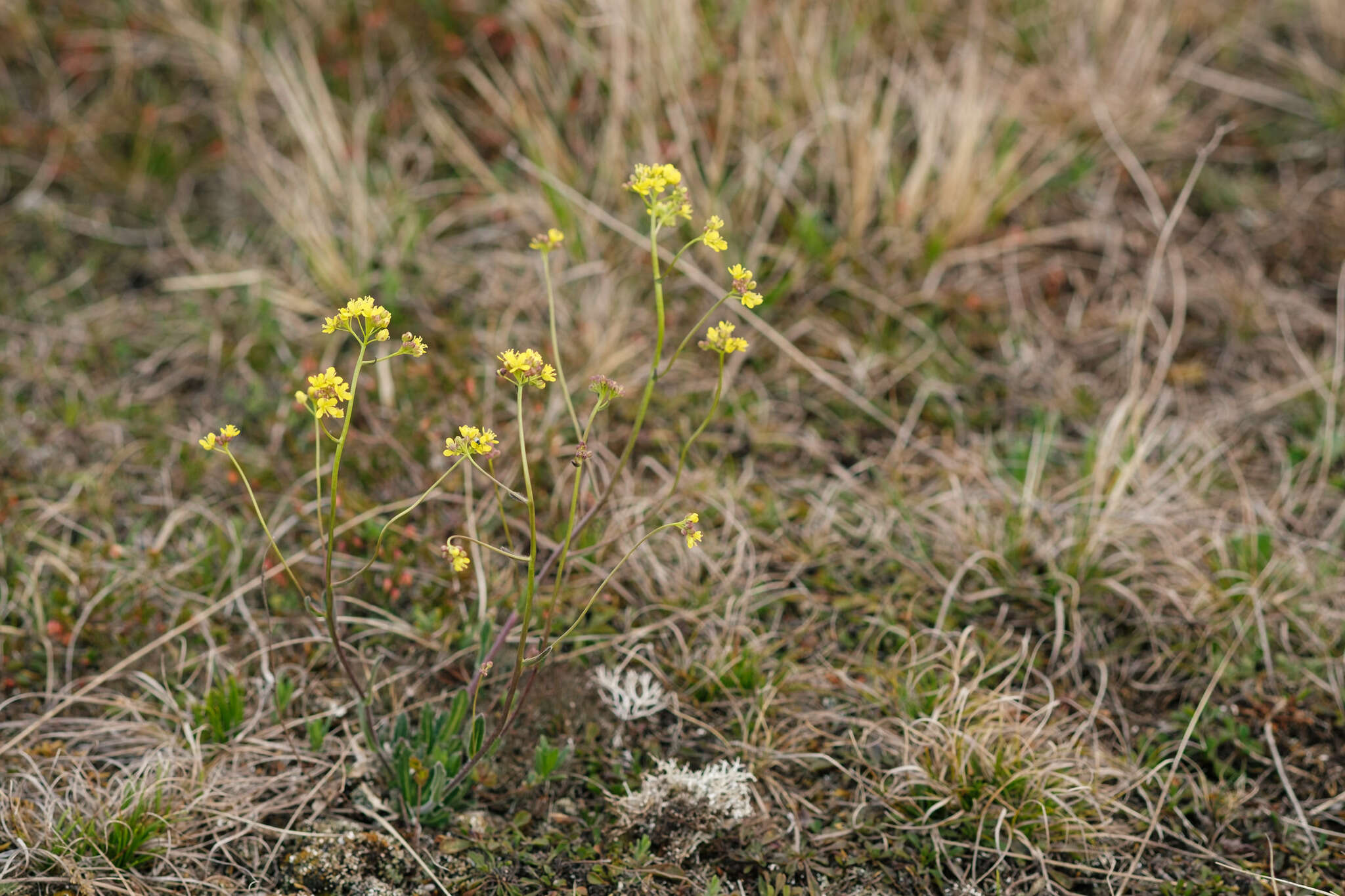 Image of Buckler Mustard