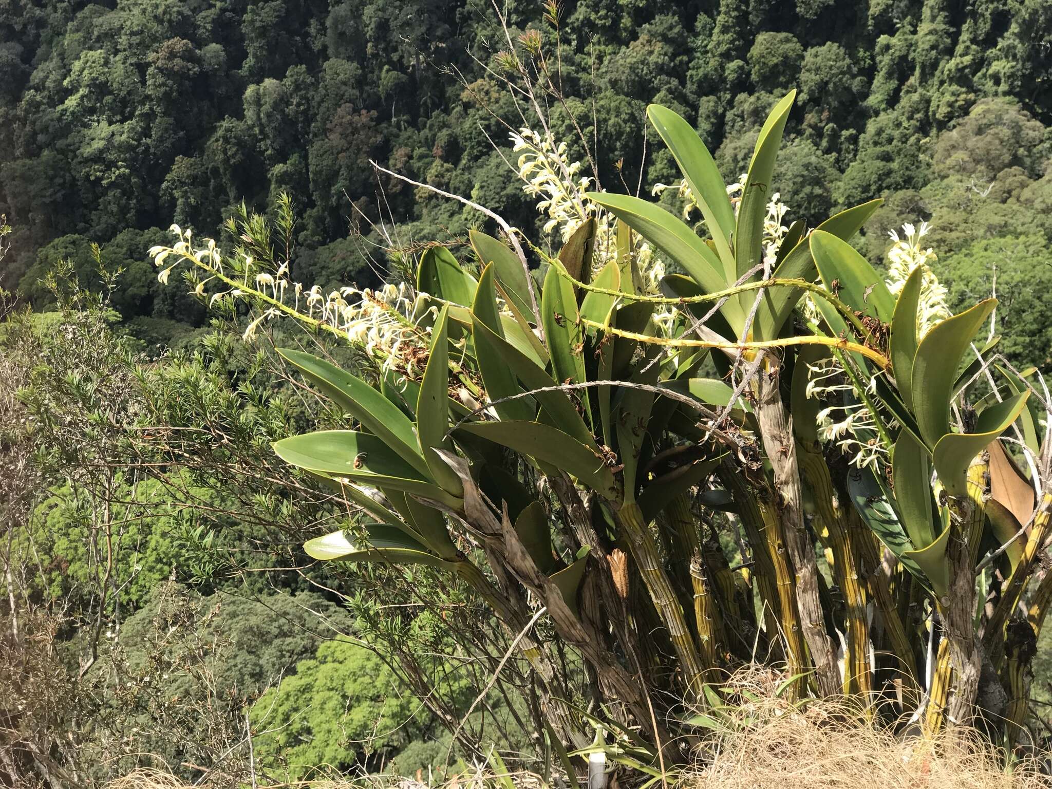 Image of Dendrobium speciosum var. hillii Mast.