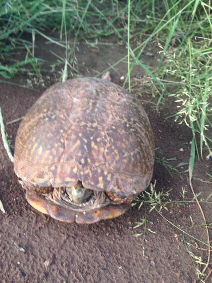 Plancia ëd Terrapene ornata (Agassiz 1857)