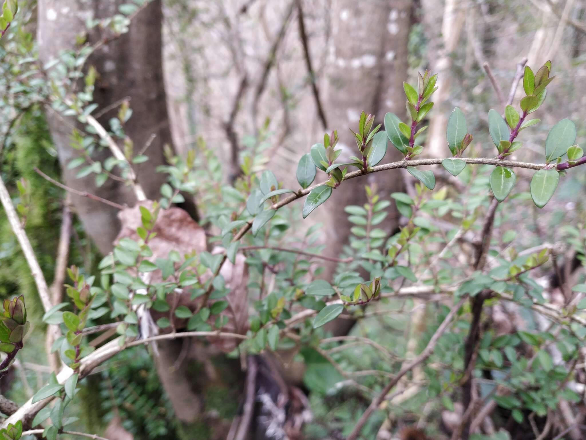 Buxus sempervirens L.的圖片