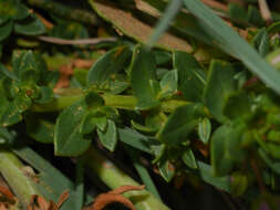 Image of <i>Lysimachia monelli</i>