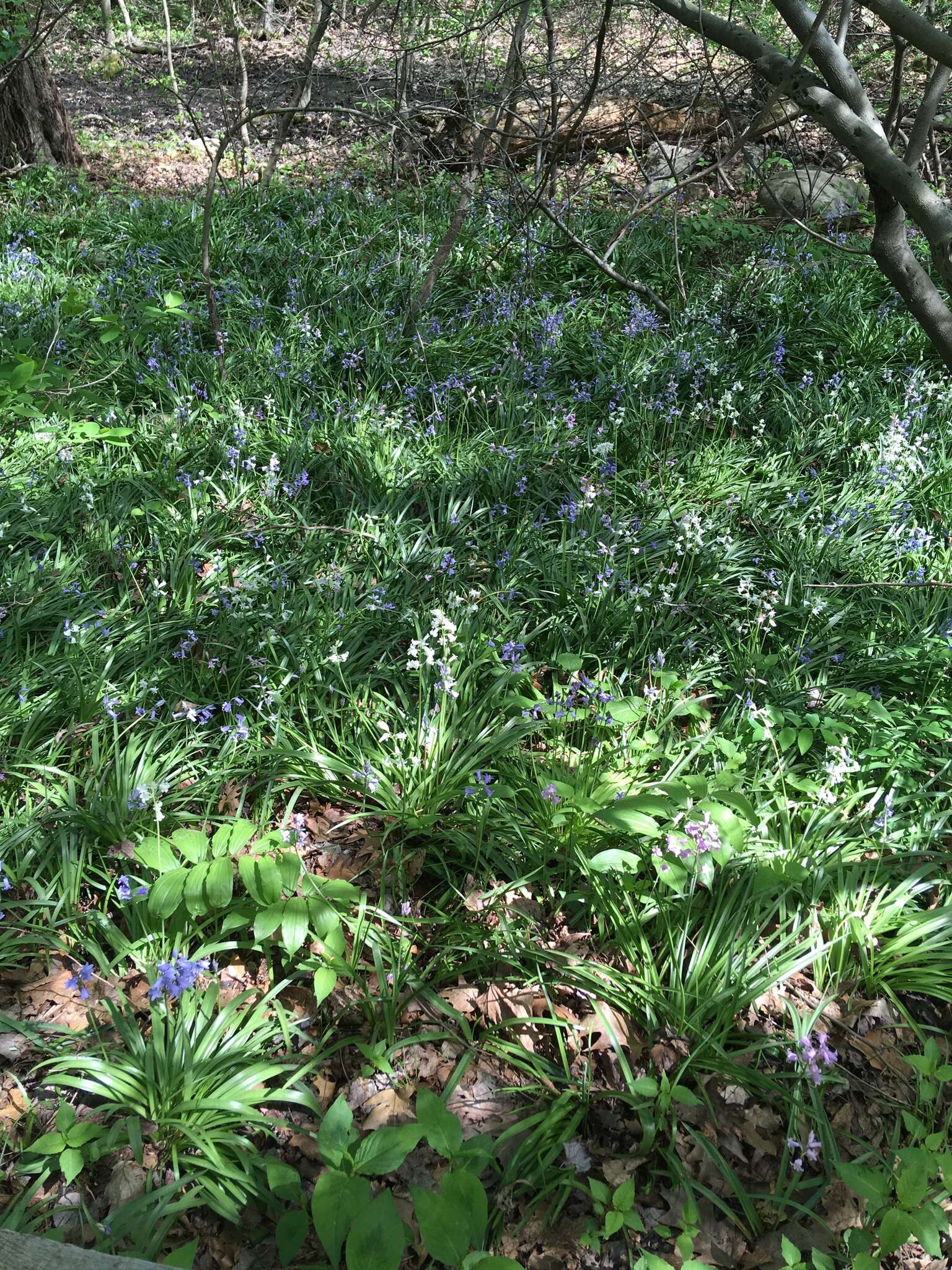 Image of Hispanic hyacinthoides